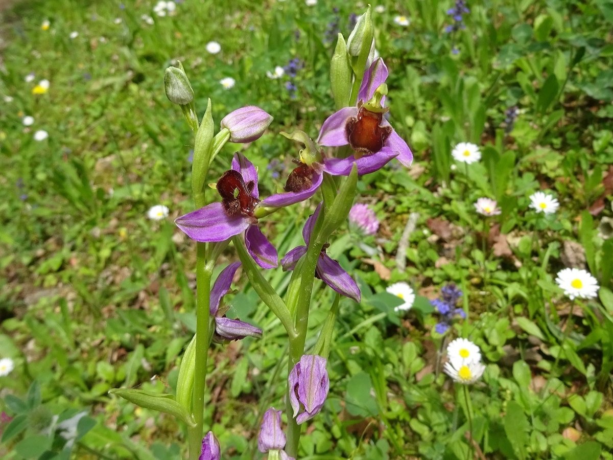 Ophrys apifera f. almaracensis (Orchidaceae)